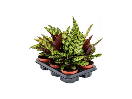 Calathea insignis R12 V30cm