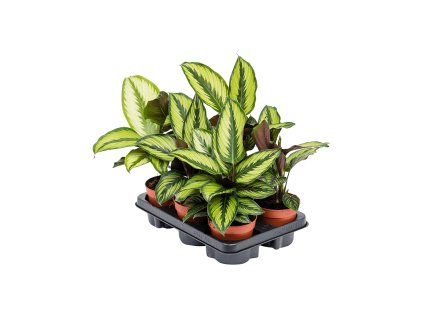 Calathea ´Beauty Star´ R12 V35cm