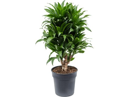 Dracaena compata rozkonárená R21 V65cm