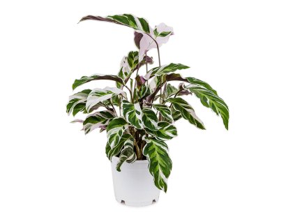 Calathea 'Fusion White' V40cm