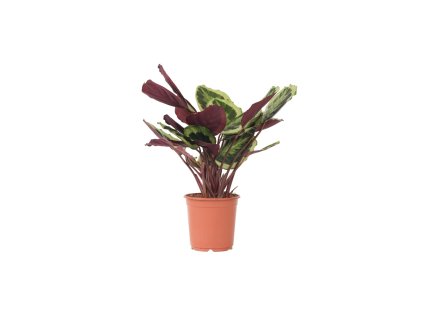 Calathea ´Marion´ R12 V30cm