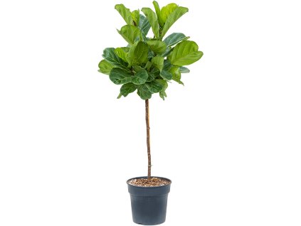 Ficus lyrata na kmeni R30 V130cm