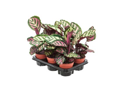 Calathea roseopicta ´Cora´ R12 V30cm