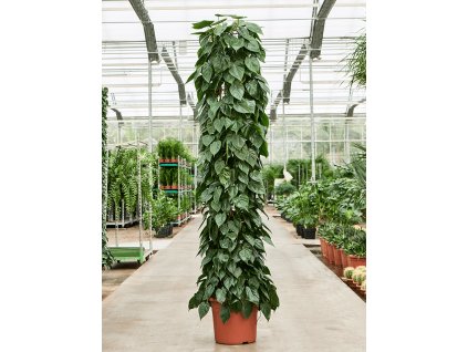 Philodendron scandens V220cm