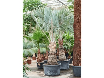 Bismarckia nobilis, 90, 400cm