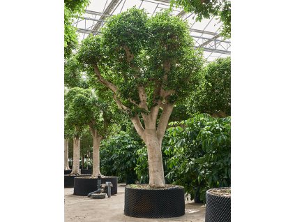 Ficus microcarpa ‘Nitida’ V475cm