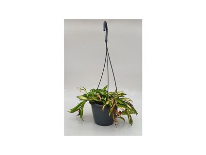 Hoya wayetii ´Tricolor´ v závesnom kvetináči R14 V10cm
