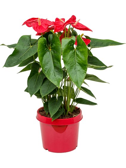 Anthurium "Diamond Red"