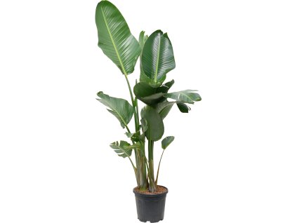 Strelitzia nicolai (160-190) R30cm V130cm