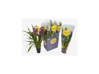 Orchidea Cymbidium R14 V70cm, rôzne farby