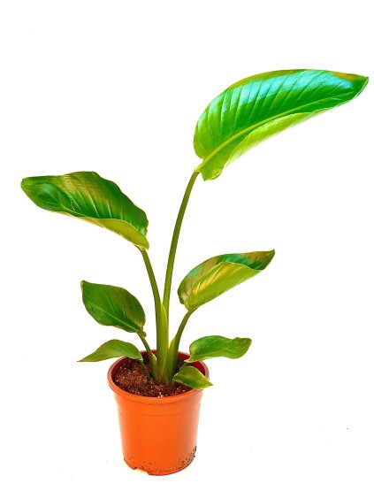Strelitzia nicolai R13 V35cm