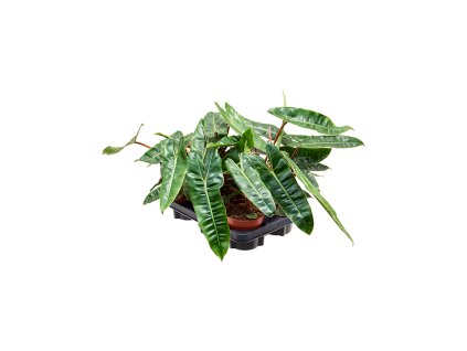 Philodendron ´Billietiae´, R12 V25cm