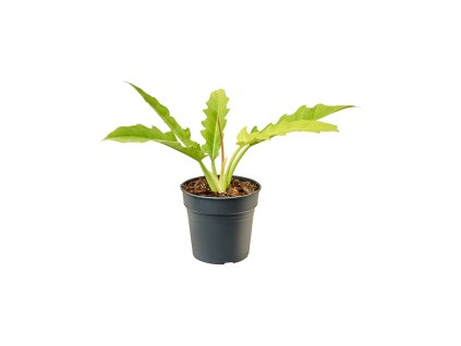 Philodendron birkin ´Yellow Saw´ R17 V40cm