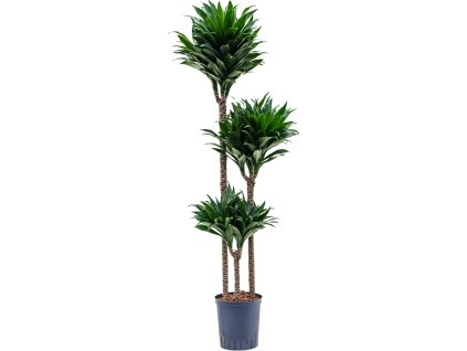 Dracaena fragrans ´Compacta´ (90/60/30) 18/19 V130cm
