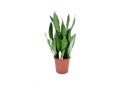 Sansevieria trifasciata"Moonshine" HydroFlora
