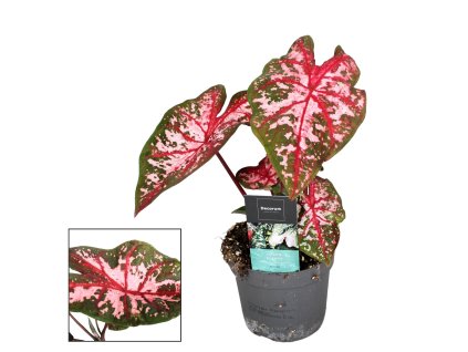 Caladium 'Carolyn Whorton'