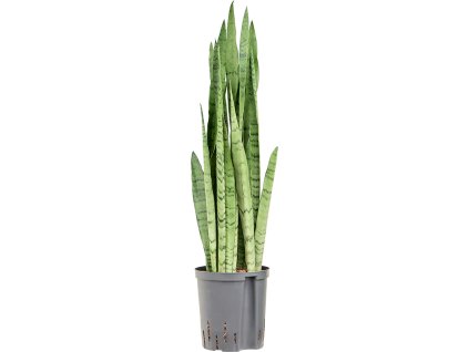 Sansevieria trifasciata ´Silver Mist´, 18/19, V80cm