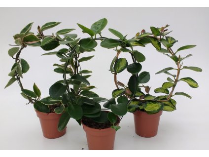 Hoya R12 V45cm, rôzne druhy