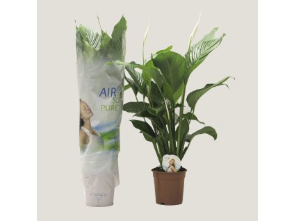 Spathiphyllum "Sweet Lauretta" R21 V90cm