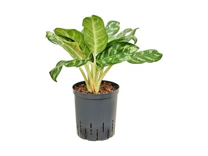 Aglaonema 'Amazon silver' V40cm