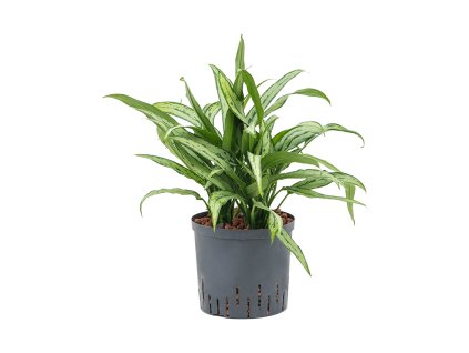 Aglaonema 'Cutlass' V50cm