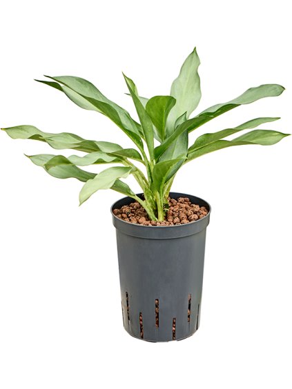 Aglaonema 'Ghost' V50cm