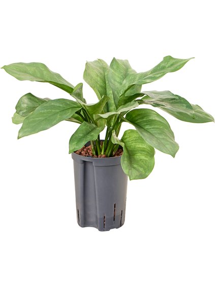 Aglaonema 'Grey' V50cm