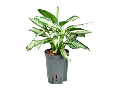Aglaonema 'Jubilee' V45cm