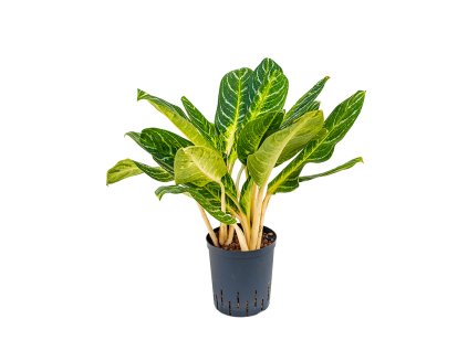 Aglaonema 'Key lime' V60cm