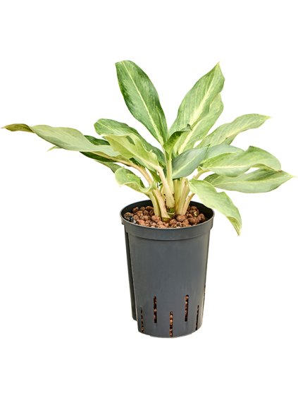 Aglaonema 'Lucky' V50cm