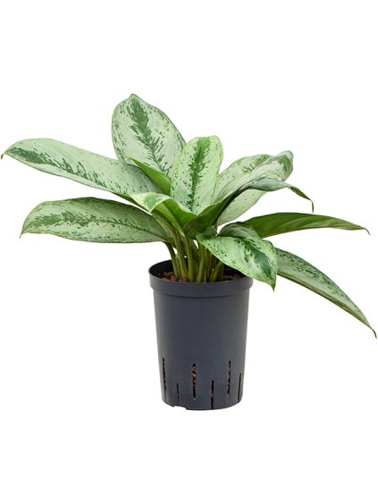 Aglaonema 'Silver frost' V45cm