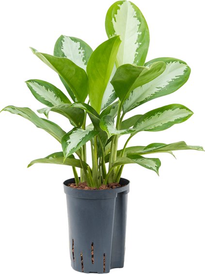 Aglaonema 'Silver Moon' V40cm