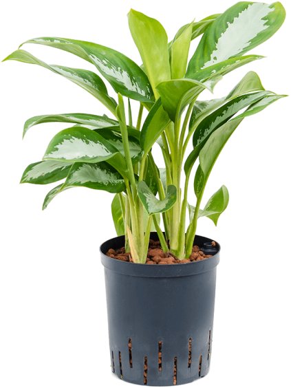 Aglaonema 'Silver Moon' V50cm