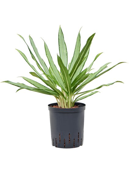 Aglaonema 'White lance' V50cm