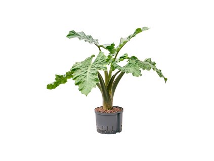 Alocasia 'Low Rider' V95cm
