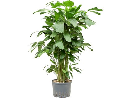 Caryota mitis V120cm