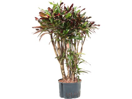 Croton (Codiaeum) variegatum 'Mammi' V100cm