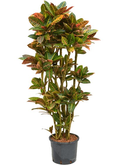 Croton (Codiaeum) variegatum 'Petra' V150cm