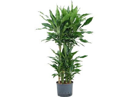 Dracaena fragrans 'Burundii' V120cm