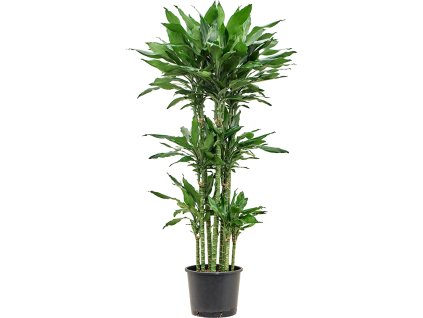 Dracaena fragrans 'Burundii' V150cm