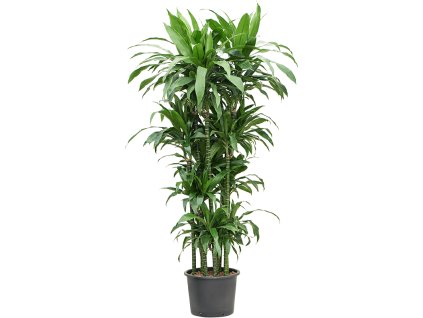 Dracaena fragrans 'Janet Craig' V190cm