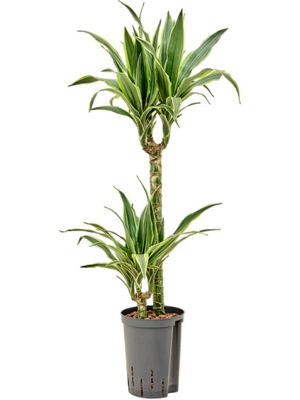 Dracaena fragrans 'Lemon Lime' V80cm