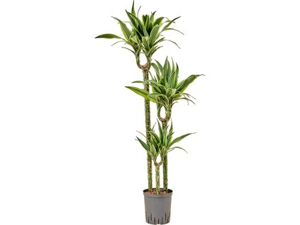 Dracaena fragrans 'Lemon Lime' V135cm