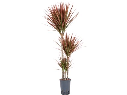 Dracaena marginata 'Red' V100cm