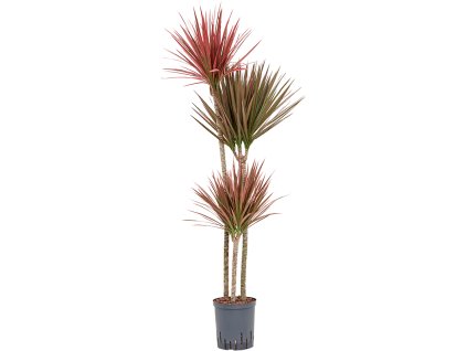 Dracaena marginata 'Red' V135cm