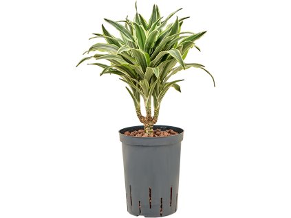 Dracaena deremensis 'Surprise' V45cm