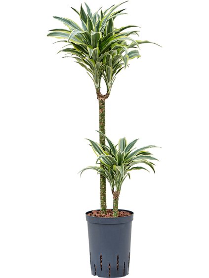 Dracaena deremensis 'Surprise' V85cm