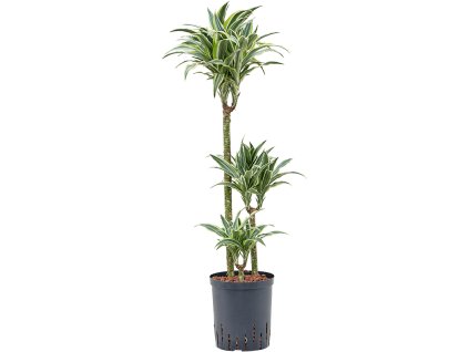 Dracaena deremensis 'Surprise' V100cm