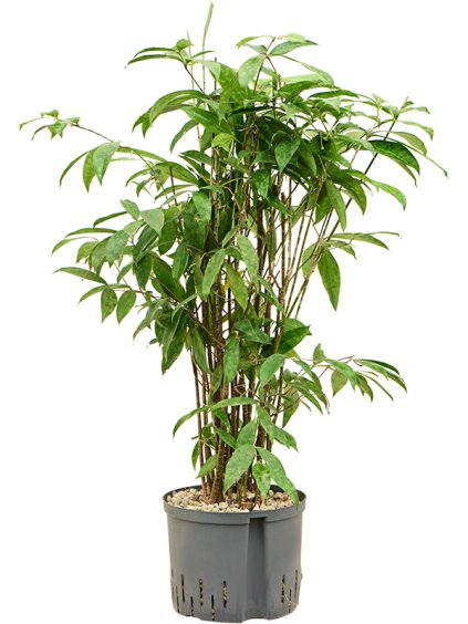 Dracaena surculosa V90cm