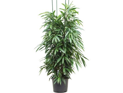 Ficus binnendijkii 'Amstel King' V180cm